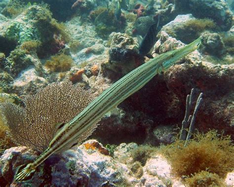 Trumpetfish - Alchetron, The Free Social Encyclopedia