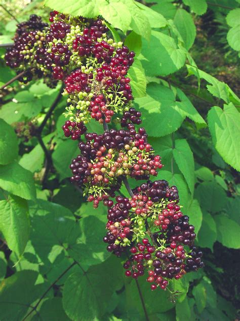 Aralia racemosa (American spikenard): Go Botany