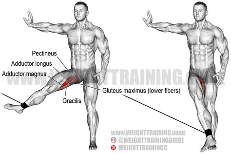 hip adductor muscles - Wow Impressed