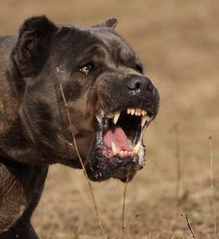 cane271389993840.jpg (427×466) | Cane corso dog, Cane corso, Corso dog