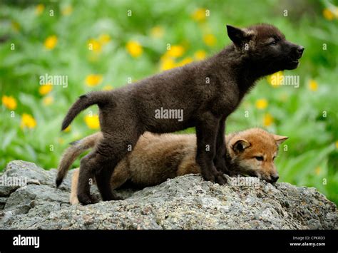 Gray wolf canis lupus baby hi-res stock photography and images - Alamy