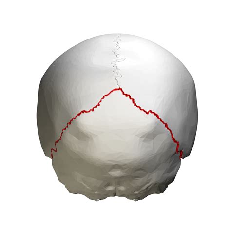 Lambdoid_suture_-_close_up_-_posterior_view | Excel BDS