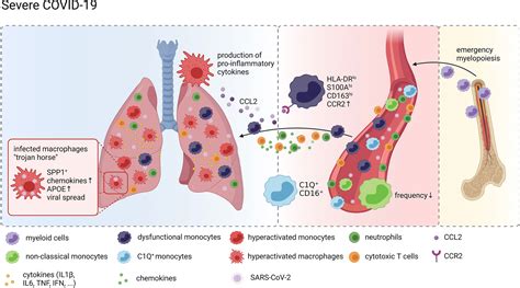 Monocytes And Macrophages