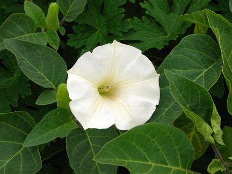 File:Datura candida (flower) 01.jpg