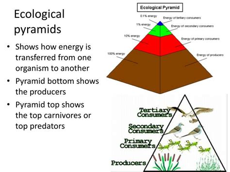 PPT - Food Webs and Ecological Pyramids PowerPoint Presentation - ID ...