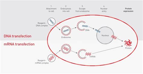 Plasmid Transfection | Thermo Fisher Scientific - SG