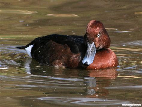 Identify types of Diving Ducks - Wildfowl Photography - Photos of Diving Ducks.