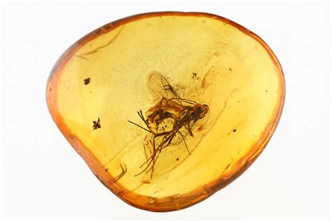 Detailed Fossil Parasitic Wasp (Apocrita) in Baltic Amber (#275505) For ...