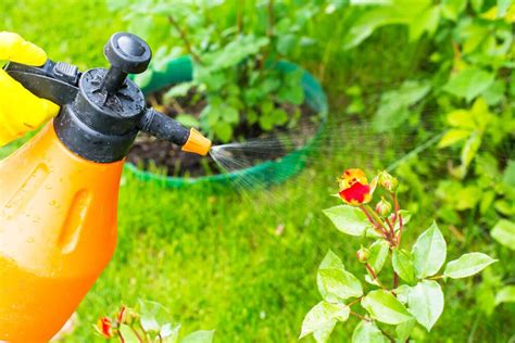 The Best Organic Garden Pest Control % MYMOVE