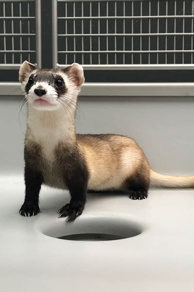 Forty Years Since Their Rediscovery, Black-Footed Ferrets Continue Wild ...