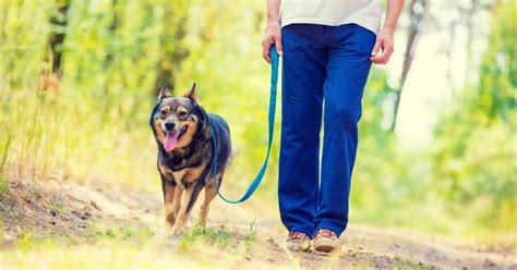 How to Teach Loose-Leash Walking - Karen Pryor Academy