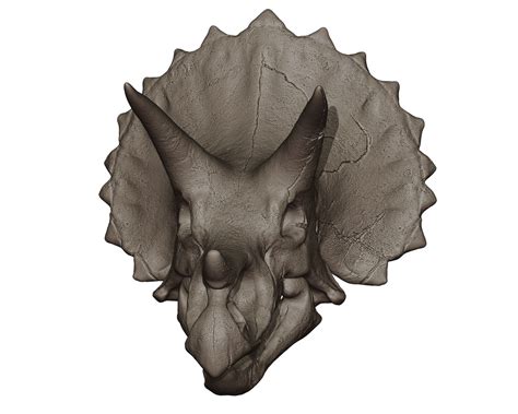 3D Triceratops Skull 3D Print Model model - TurboSquid 2163130