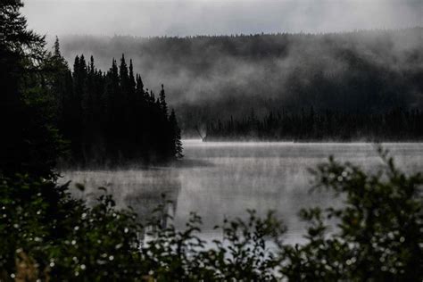 Subarctic boreal forest, vital for the planet, is at risk - The Hindu