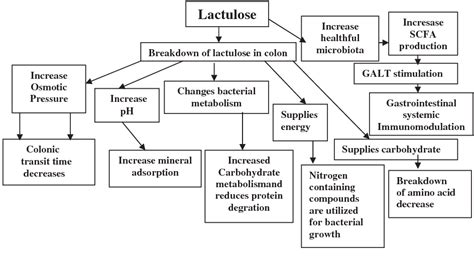 Lactulose Mechanism Of Action