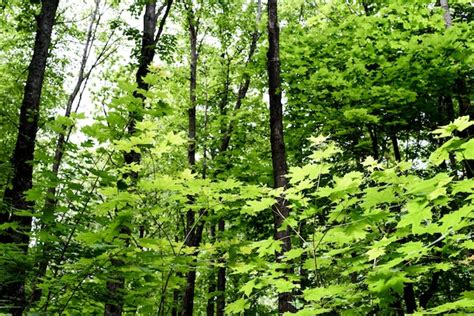 Premium Photo | Lush green forest