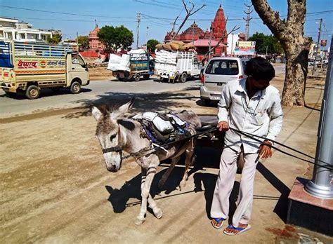 Stock Pictures: Donkey Carts