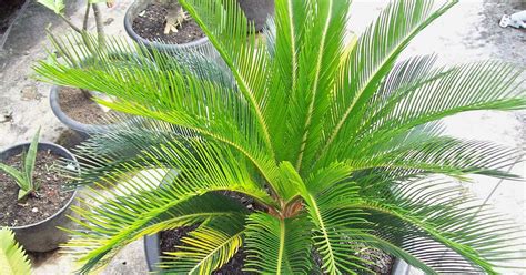 Vins_Nursery: SIKAS REVOLUTA VARIEGATA