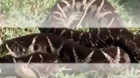 King Cobra vs Anaconda Fight 2015 - YouTube