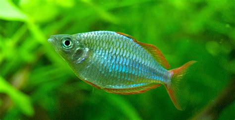 Fish Fingers: Dwarf Neon Rainbowfish