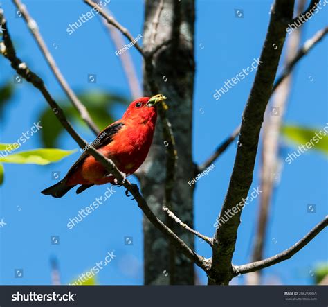 Scarlet Tanager Stock Photo 286258355 | Shutterstock