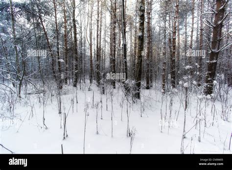 beautiful winter forest Stock Photo - Alamy