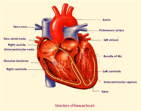 Free Unlabelled Diagram Of The Heart, Download Free Unlabelled Diagram Of The Heart png images ...