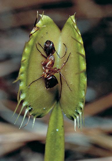 Planta carnivora | Carnivorous plants, Pitcher plant, Unusual plants