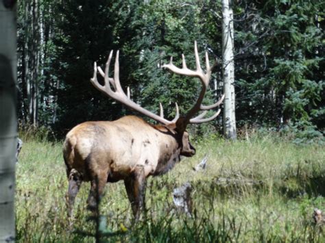 BULL BASIN RANCH COLORADO TROPHY BULL ELK HUNTS