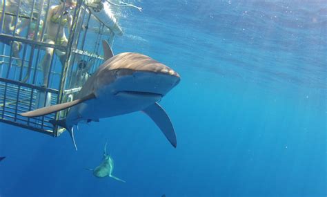 North Shore Shark Adventures - From $108 - Haleiwa, HI | Groupon