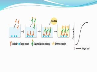 IMMUNOLOGICAL TECHNIQUES | PPT