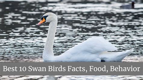 Best 10 Swan Birds Facts, Food, Behavior, Beauty - Zoological World