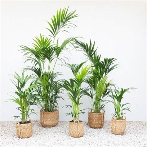 6 Potent Indoor Palm Benefits Proven in Studies | Balcony Garden Web