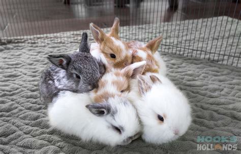 Holland lop baby bunnies, 3 weeks old. From Hook's Hollands - Ohio Holland Lops | Cute animals ...
