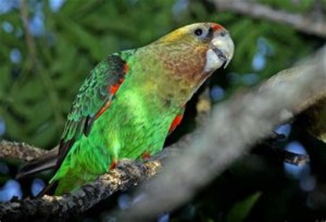 Cape Parrot Facts, Pet Care, Behavior, Housing, Diet, Pictures