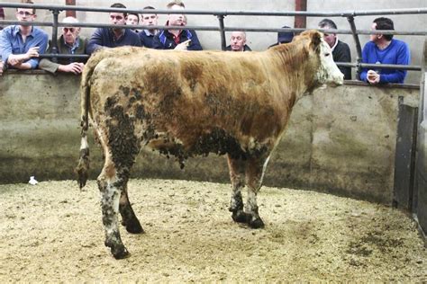 Quality cattle in demand at Clogher Mart 06 September 2017 Premium