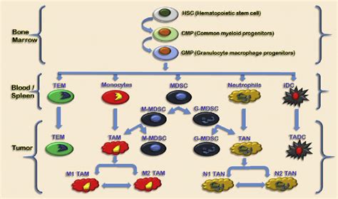 Myeloid Cell Development