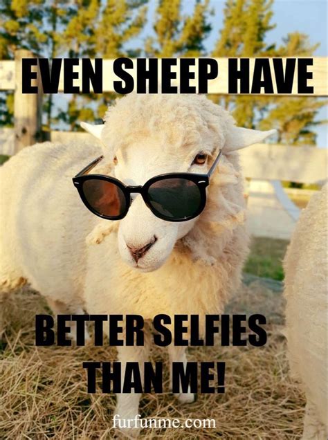 Funny Sheep | Funny sheep, Better selfies, Sheep meme