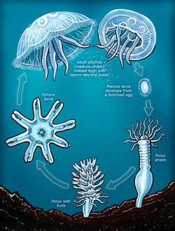 Reproduction - Immortal Jellyfish