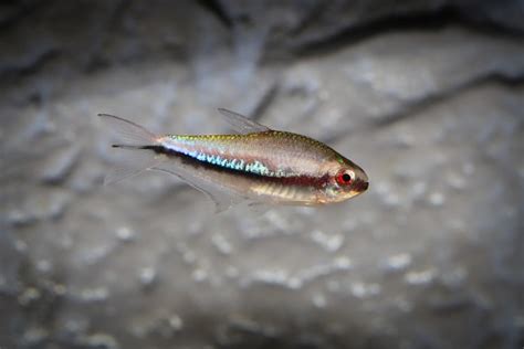 Rainbow Tetra Care (Nematobrycon lacortei): Diet, Tank Requirements & Breeding - Keeping Fish