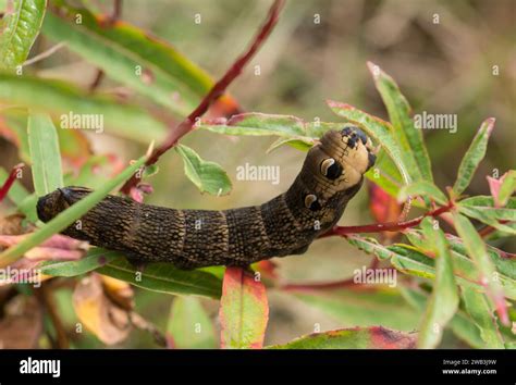 Elephant Hawkmoth caterpillar Deilephila elpenor, as discovered on site, feeding on willowherb ...