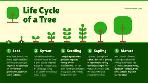 Tree Life Cycle Worksheet