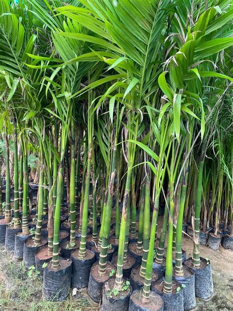 Areca Catechu Supari Palm Tree, For Garden at Rs 500/piece in ...