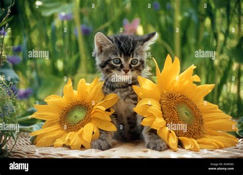 domestic cat kitten between sunflowers Stock Photo - Alamy