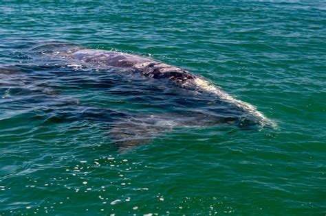 Premium Photo | Baby grey whale nose at sunset in pacific ocean