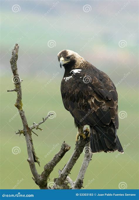 Eagle imperial stock image. Image of fight, hare, claws - 53303183