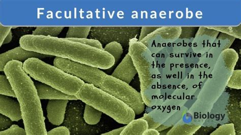 Facultative anaerobe Definition and Examples - Biology Online Dictionary