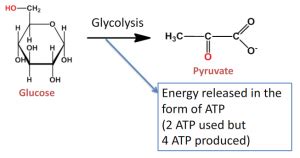 Glycolysis - Animation and Notes | Animations | PharmaXChange.info