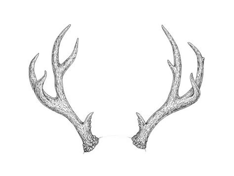 How to Draw Deer Antlers Step by Step | Envato Tuts+ | Татуировки с рогами, Олень рисунок, Рога ...