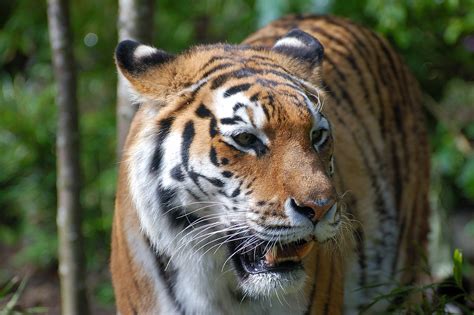 File:Tiger-zoologie.de0001 22.JPG - Wikimedia Commons