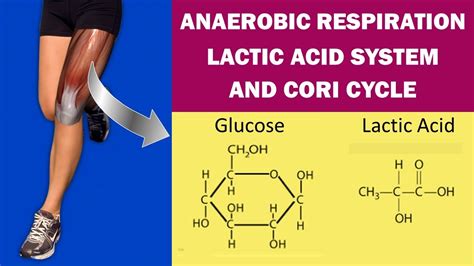 Anaerobic Energy Metabolism, Lactic Acid System and Cori Cycle